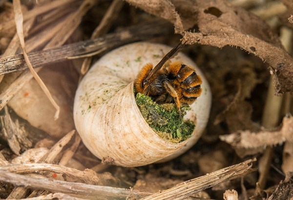Gartentipps: Besondere Nisthilfen für Wildbienen 